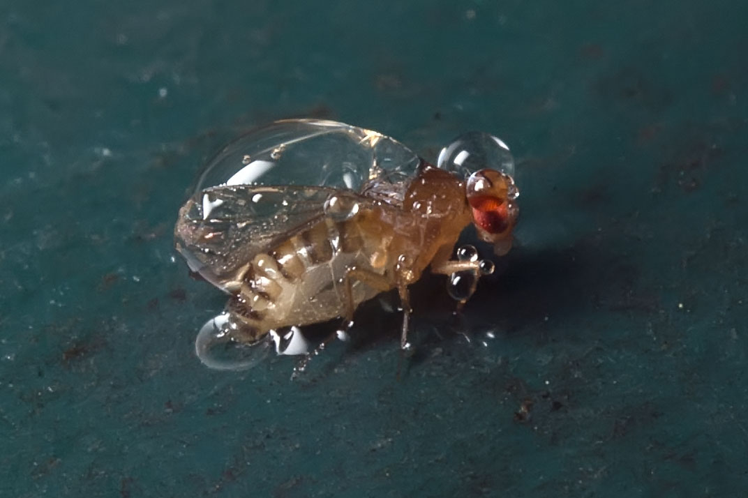 Eugène Vandebeulque - Drosophila sp. - réf. 179134 (1072 x 714 pixels, 99 ko)