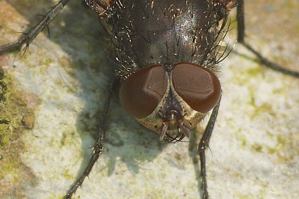 Michel Mathieu - Pollenia sp. - réf. 179457 (1038 x 691 pixels, 141 ko)