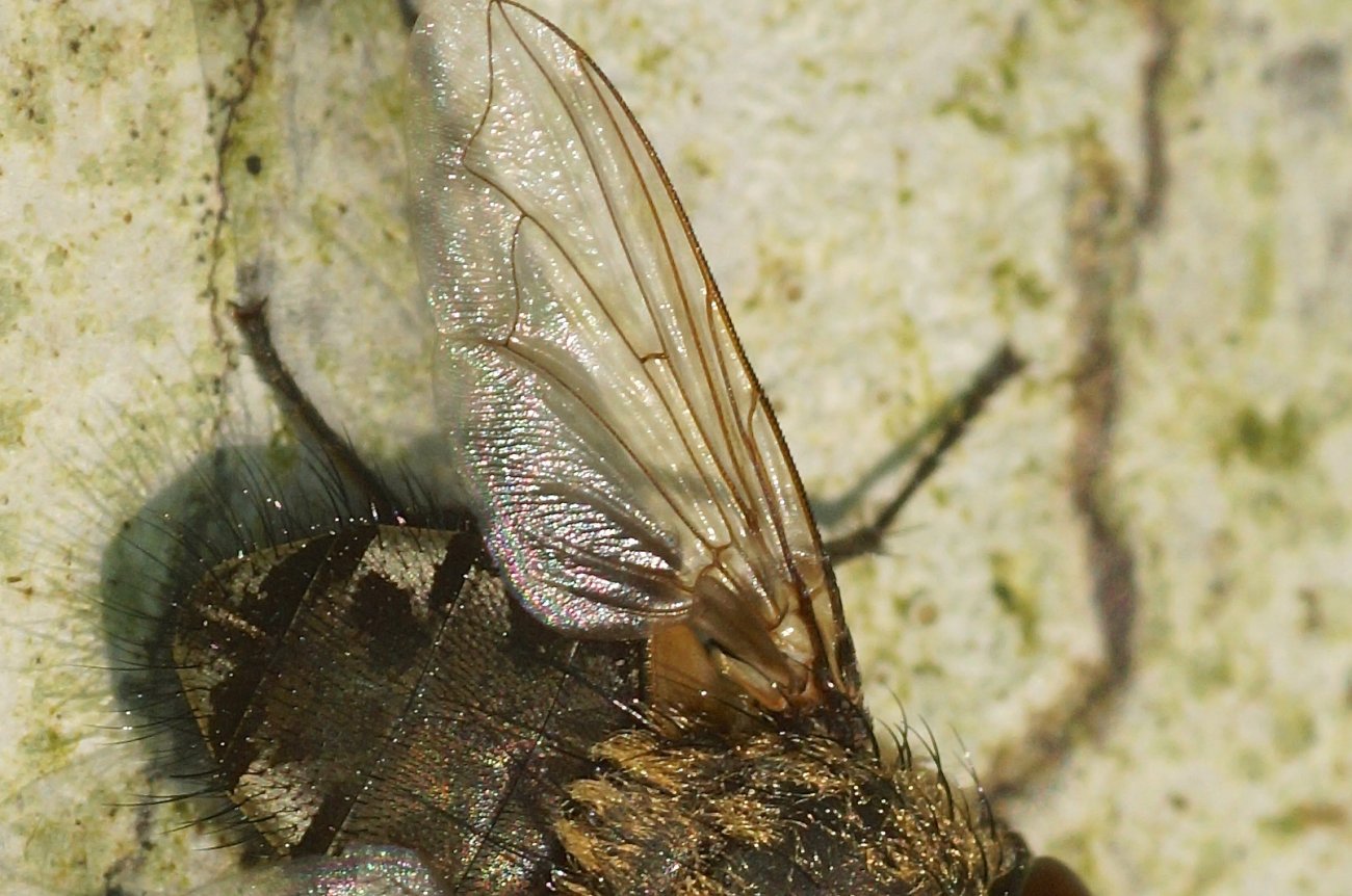 Michel Mathieu - Pollenia sp. - réf. 179459 (1300 x 862 pixels, 198 ko)