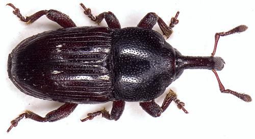 Maurobaris spoliata