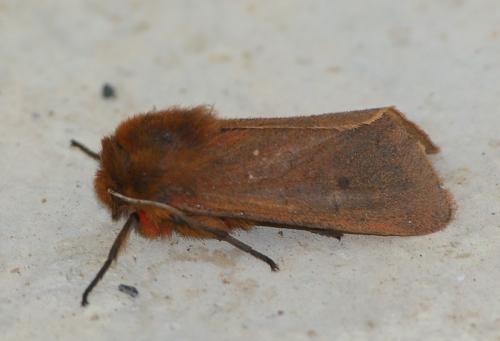 Phragmatobia fuliginosa