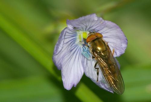 Réf. 18 240 : Platycheirus sp.