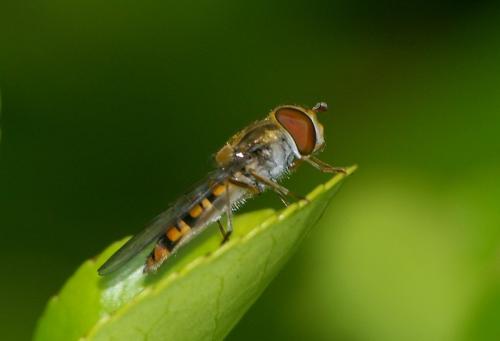 Episyrphus balteatus