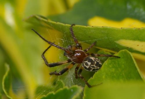 Larinioides cornutus