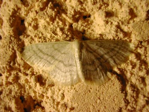Idaea subsericeata