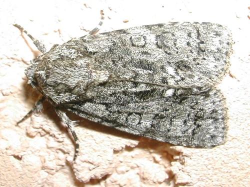Acronicta sp.