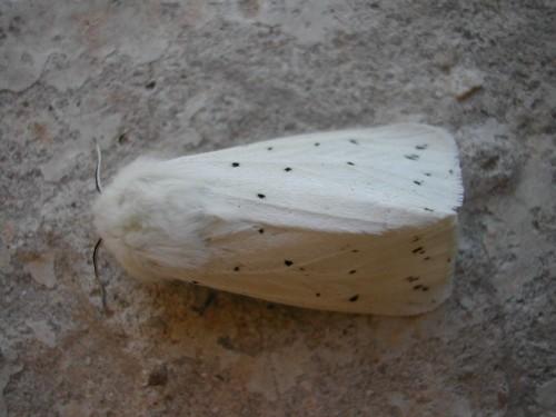 Spilosoma lubricipeda
