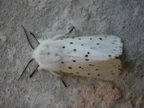 Spilosoma lubricipeda