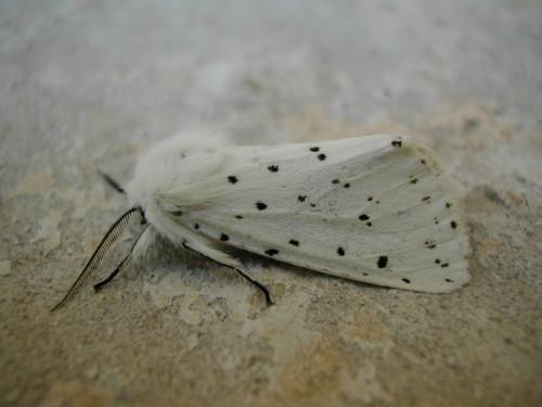Réf. 18 553 : Spilosoma lubricipeda