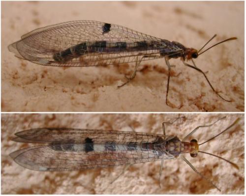 Megistopus flavicornis