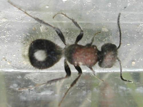 Sigilla dorsata