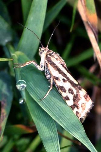 Acontia trabealis