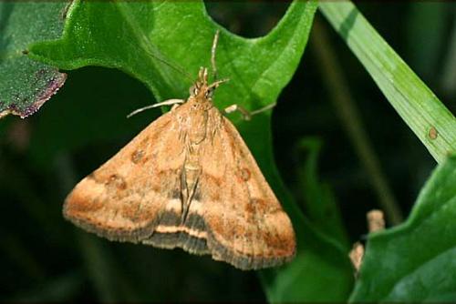 Pyrausta despicata