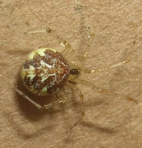 Réf. 18 540 : Theridion varians