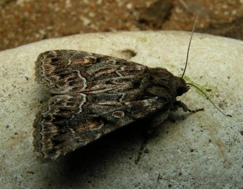 Réf. 18 532 : Thalpophila matura