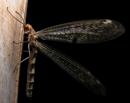 Réf. 18 965 : Megistopus flavicornis