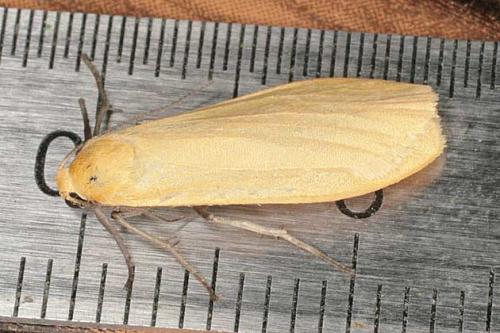 Eilema sororcula