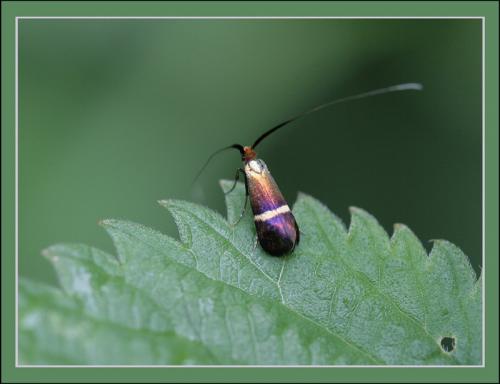 Adela australis