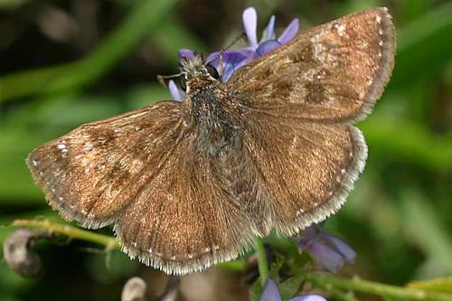 Réf. 18 219 : Erynnis tages