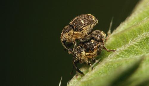 Réf. 18 086 : Nedyus quadrimaculatus