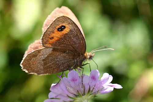 Erebia aethiops