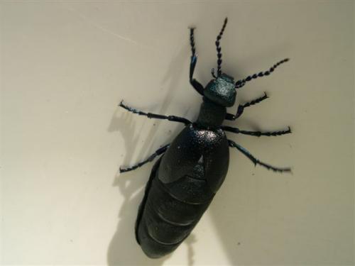 Meloe sp.