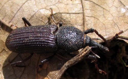 Rhinostomus niger