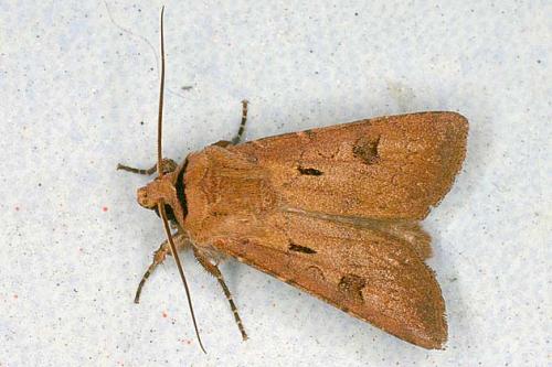 Réf. 18 957 : Agrotis exclamationis