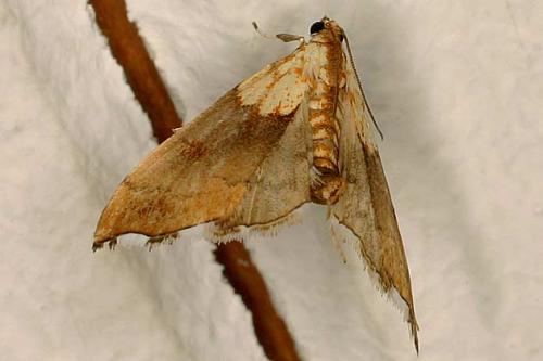 Agrotera nemoralis