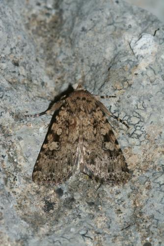Réf. 18 990 : Amphipyra effusa
