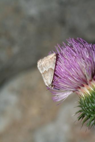 Eublemma amoena