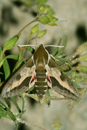 Hyles euphorbiae