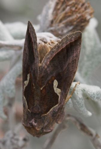 Macdunnoughia confusa