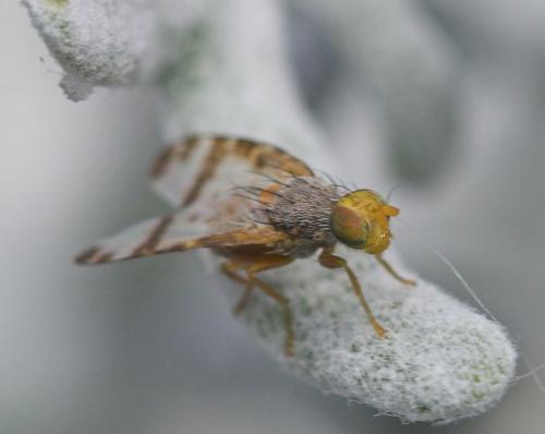 Sphenella marginata