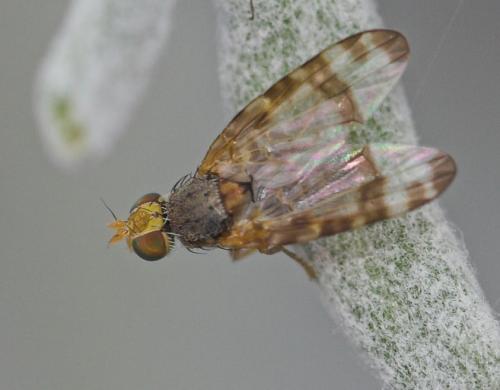 Sphenella marginata