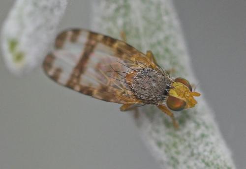Sphenella marginata