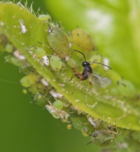 Binodoxys angelicae