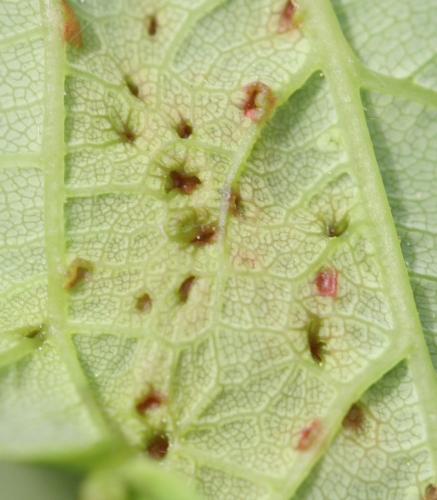 Aceria macrorhyncha