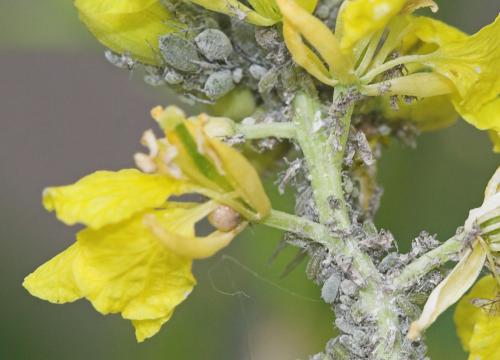 Brevicoryne brassicae