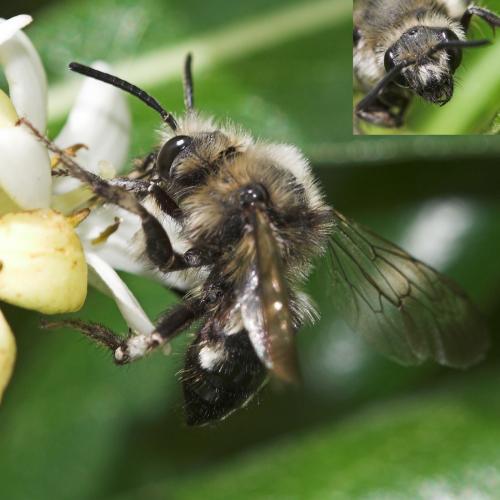 Réf. 18 800 : Melecta albifrons
