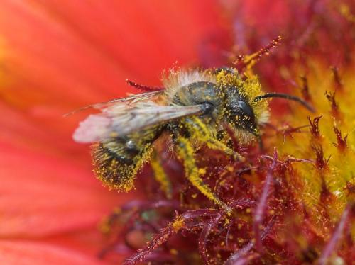 Osmia sp.