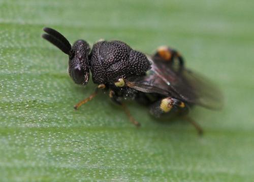 Brachymeria sp.