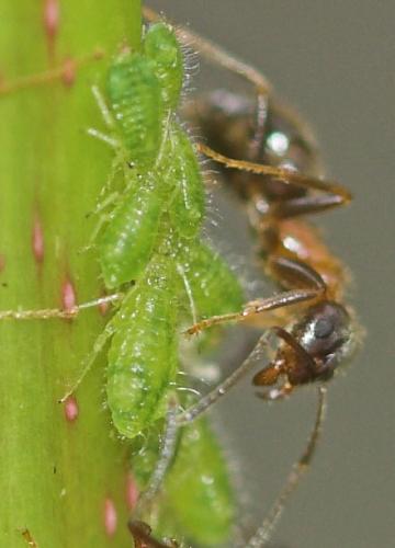 Periphyllus acericola