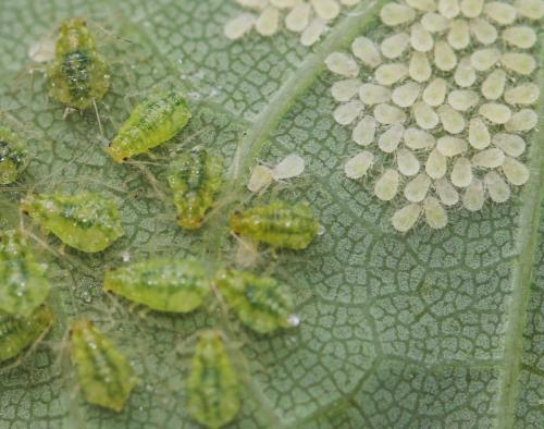 Periphyllus acericola