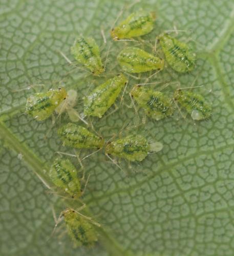Réf. 18 838 : Periphyllus acericola