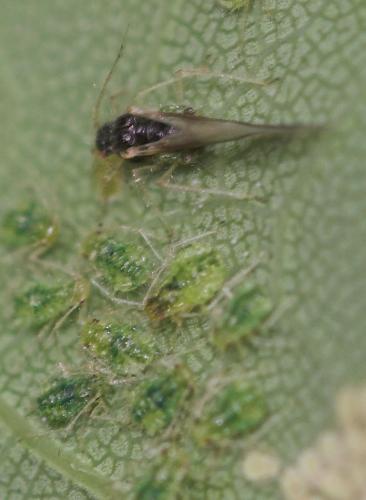 Réf. 18 880 : Periphyllus acericola