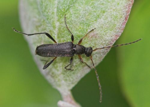 Réf. 18 931 : Grammoptera ruficornis