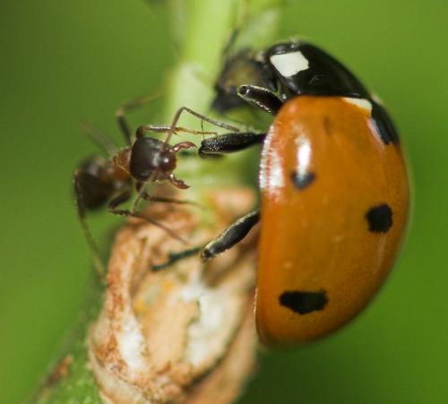 Réf. 18 930 : Coccinella septempunctata