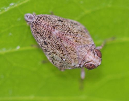 Réf. 18 928 : Issus coleoptratus
