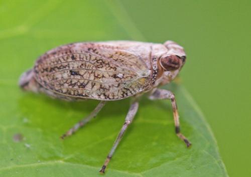 Réf. 18 929 : Issus coleoptratus
